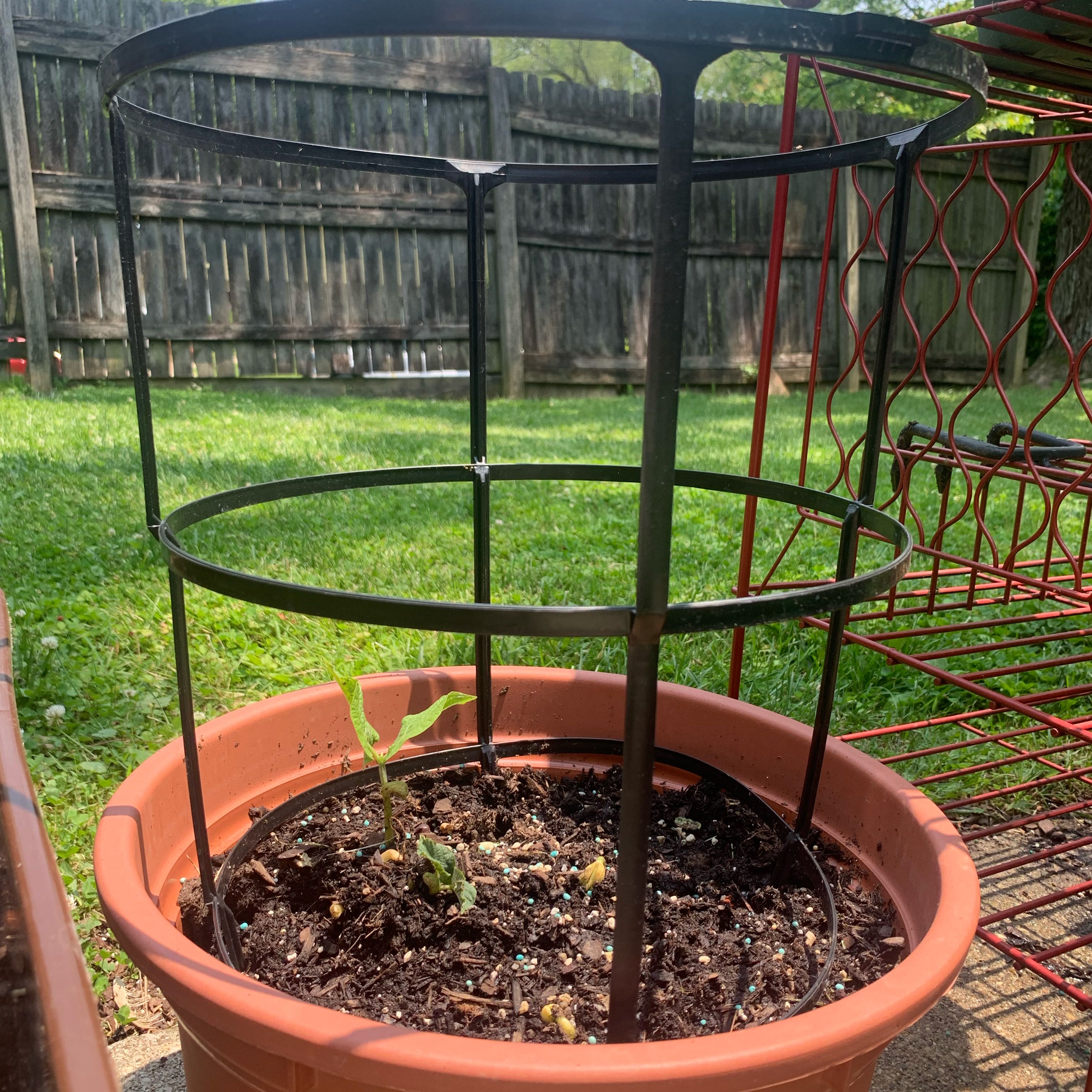 Photo of the plant species Green Beans by @PetLuronium78 named Bruce on Greg, the plant care app