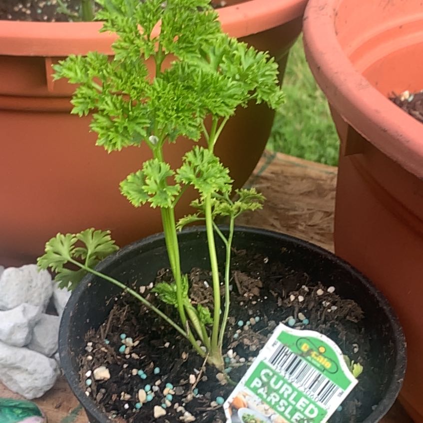 Photo of the plant species Curly Parsley by @PetLuronium78 named Peter on Greg, the plant care app