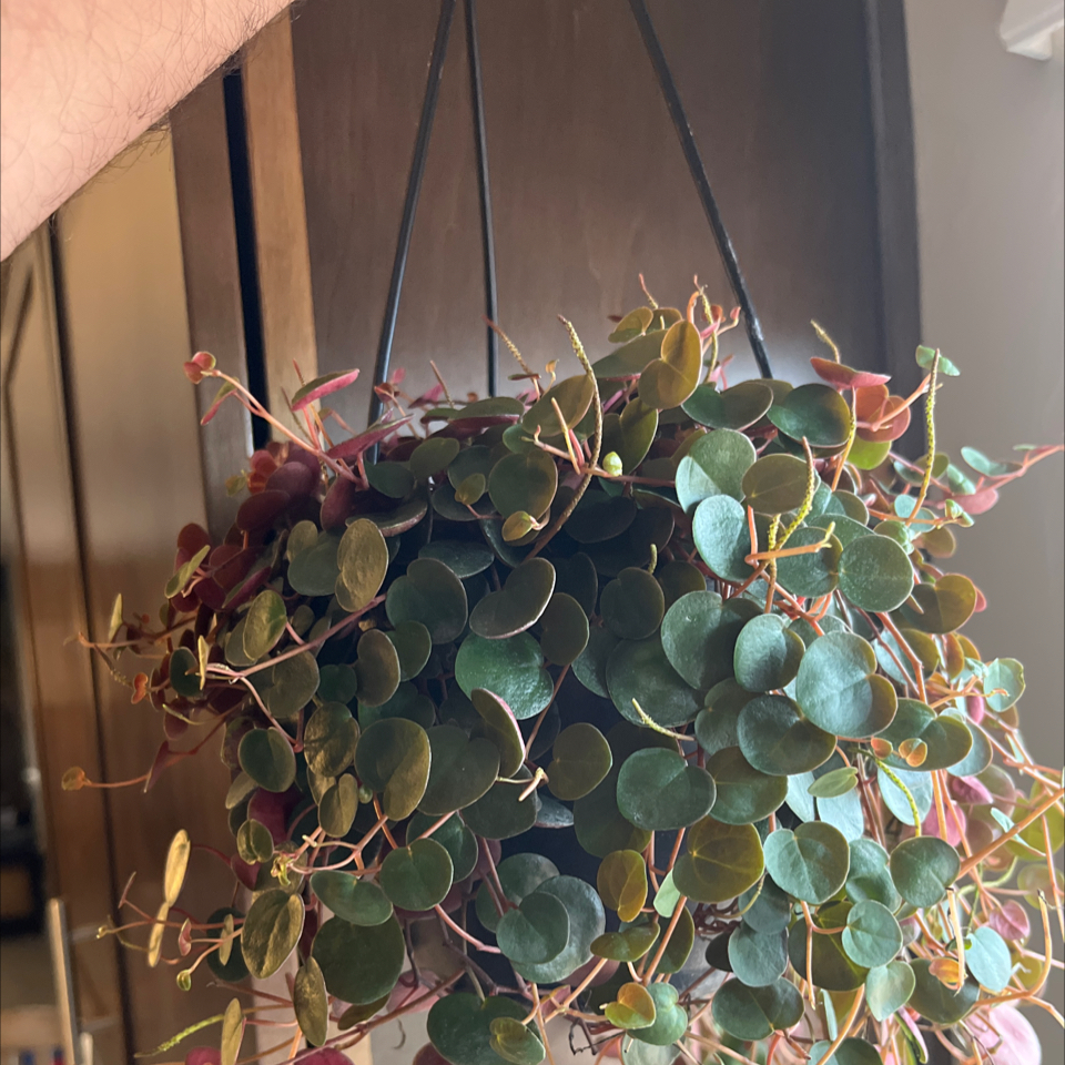 Photo of the plant species Ruby Cascade by @WizardOrchid48 named Austen on Greg, the plant care app