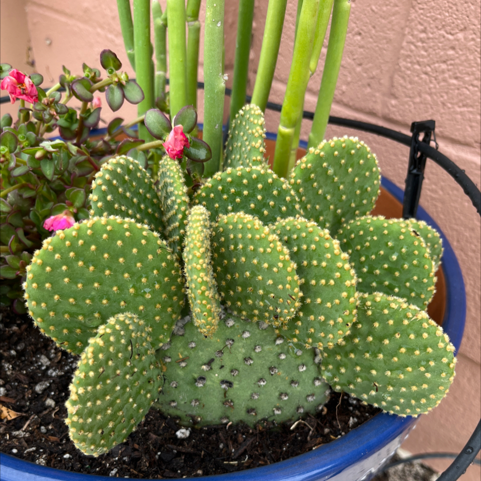 Photo of the plant species Bunny Ears Cactus 'Honey Mike' by @WizardOrchid48 named Lebron on Greg, the plant care app
