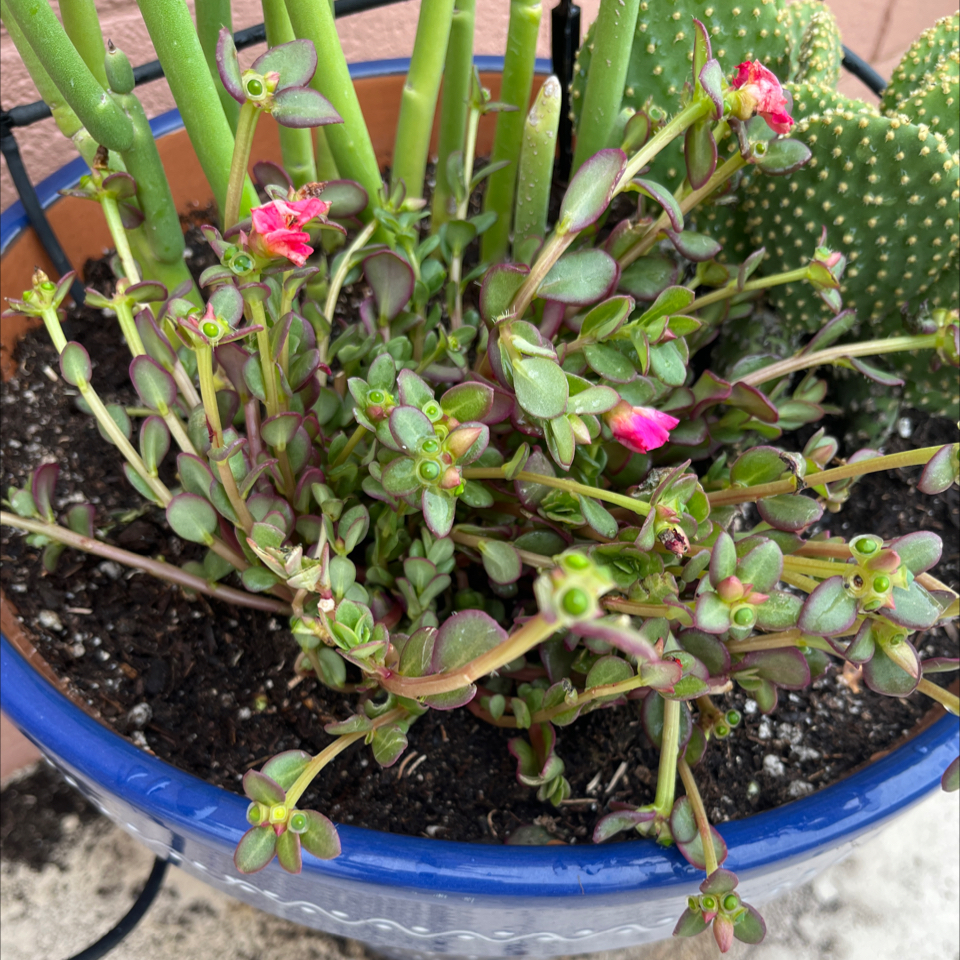 Photo of the plant species Portulaca oleracea 'Mega Pazzaz' by @WizardOrchid48 named Dax on Greg, the plant care app