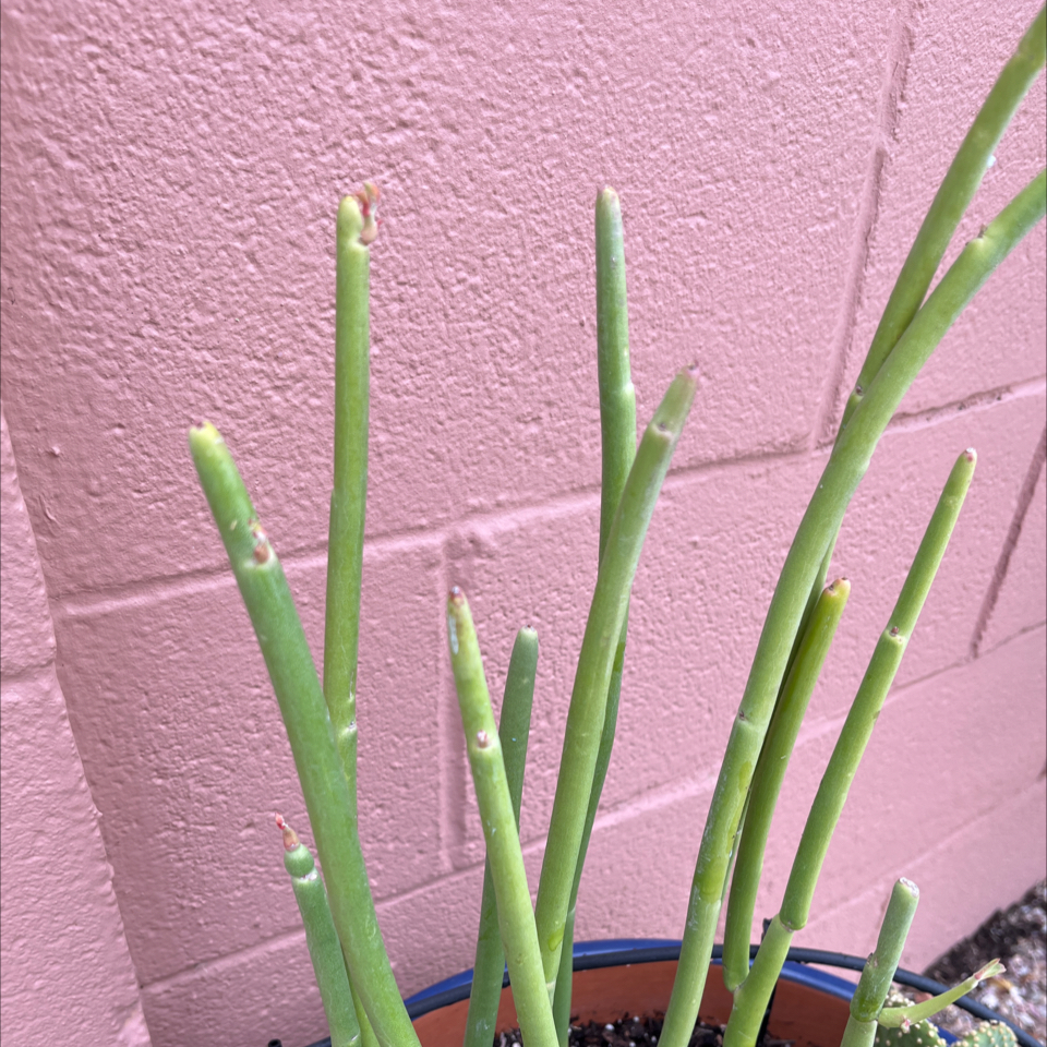 Photo of the plant species Pedilanthus macrocarpus by @WizardOrchid48 named Sahara on Greg, the plant care app