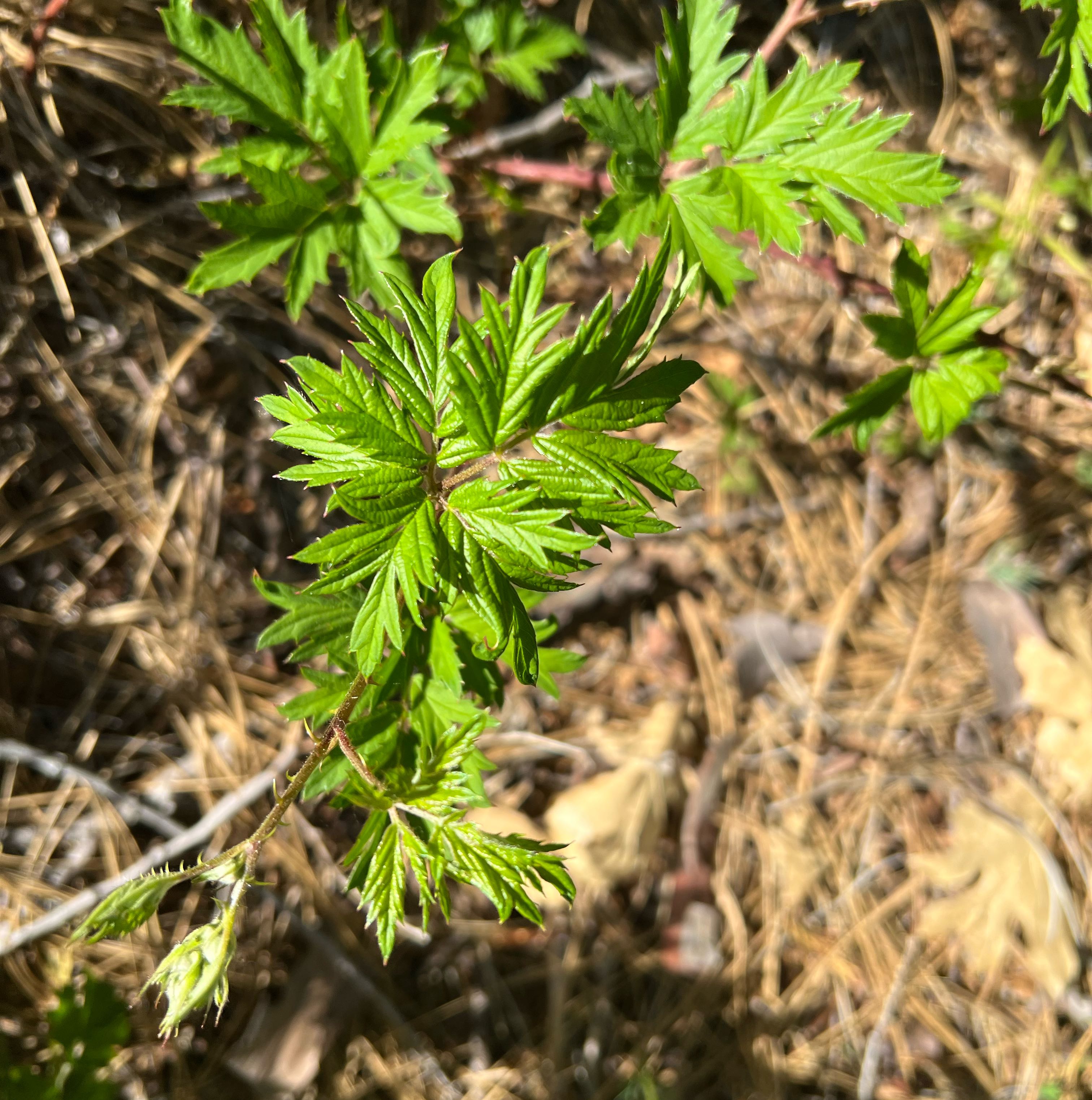 Photo of the plant species Ranunculus Asiaticus by @PureWasabi13 named Xena on Greg, the plant care app