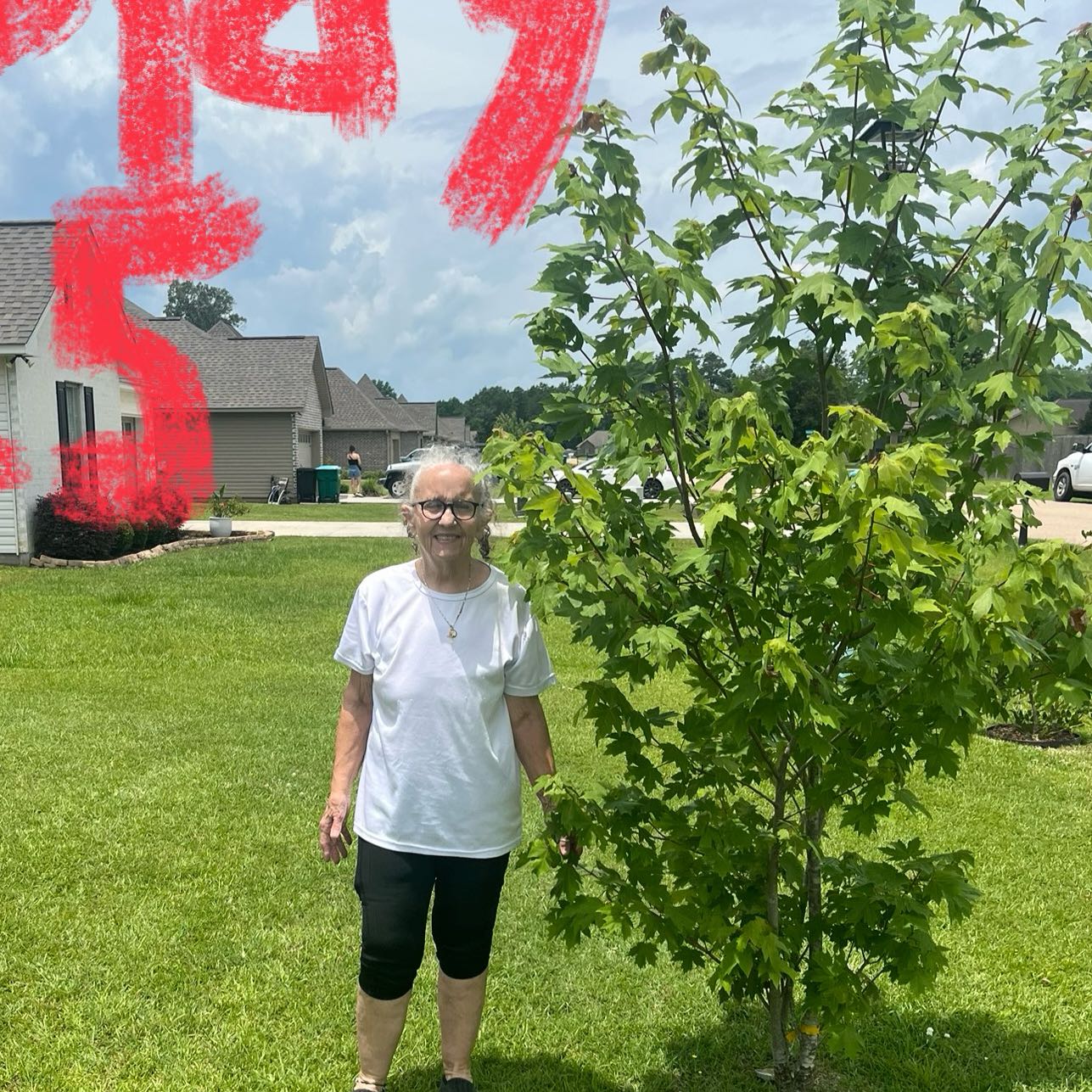 Photo of the plant species Autumn Blaze Maple by @SpicyLaceyoak named D&D Tree 2023 on Greg, the plant care app