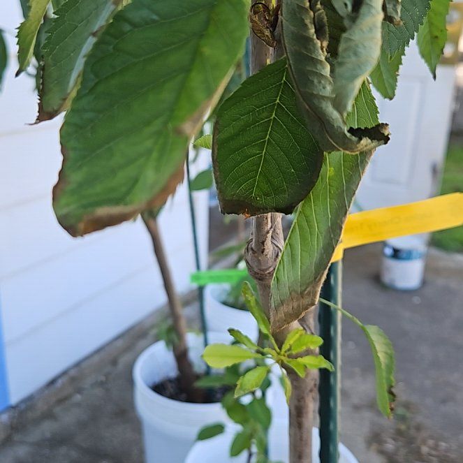 Photo of the plant species Sweet Cherry by @LushMarigold64 named Bodhi on Greg, the plant care app