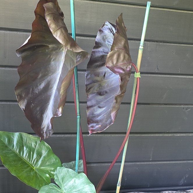 Photo of the plant species Black Coral Elephant Ear by @BetterRockfig75 named Bigleef Smalls on Greg, the plant care app