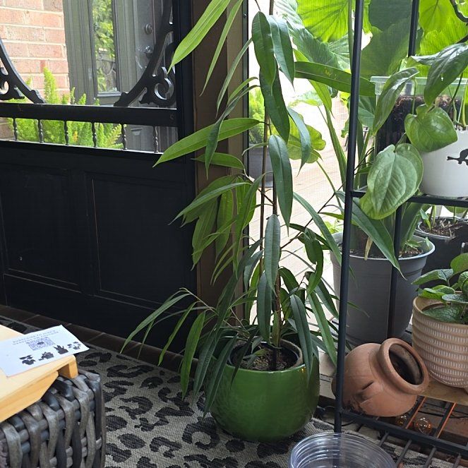 Photo of the plant species Amstel King Fig by @BetterRockfig75 named Muhammad Ali on Greg, the plant care app
