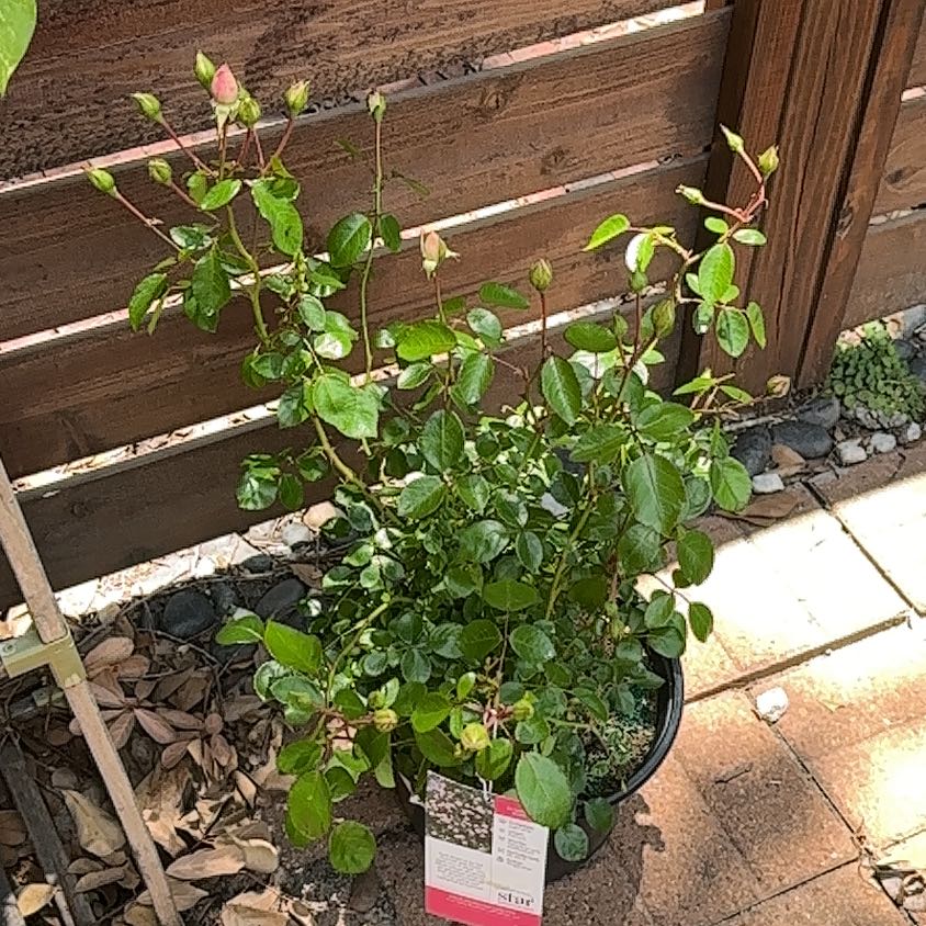Photo of the plant species climbing rose new dawn by @CalmingRedsky17 named Aristotle on Greg, the plant care app