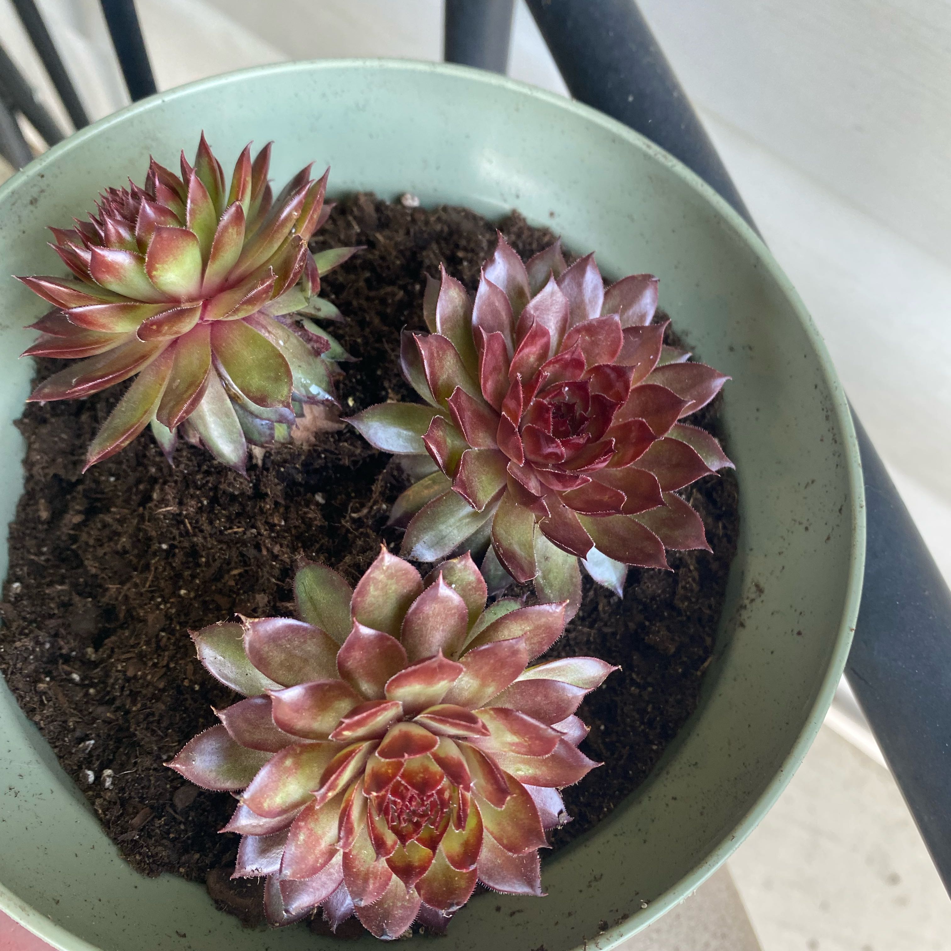 Photo of the plant species Sempervivum Red Heart by @NoblySoursop47 named Walt on Greg, the plant care app