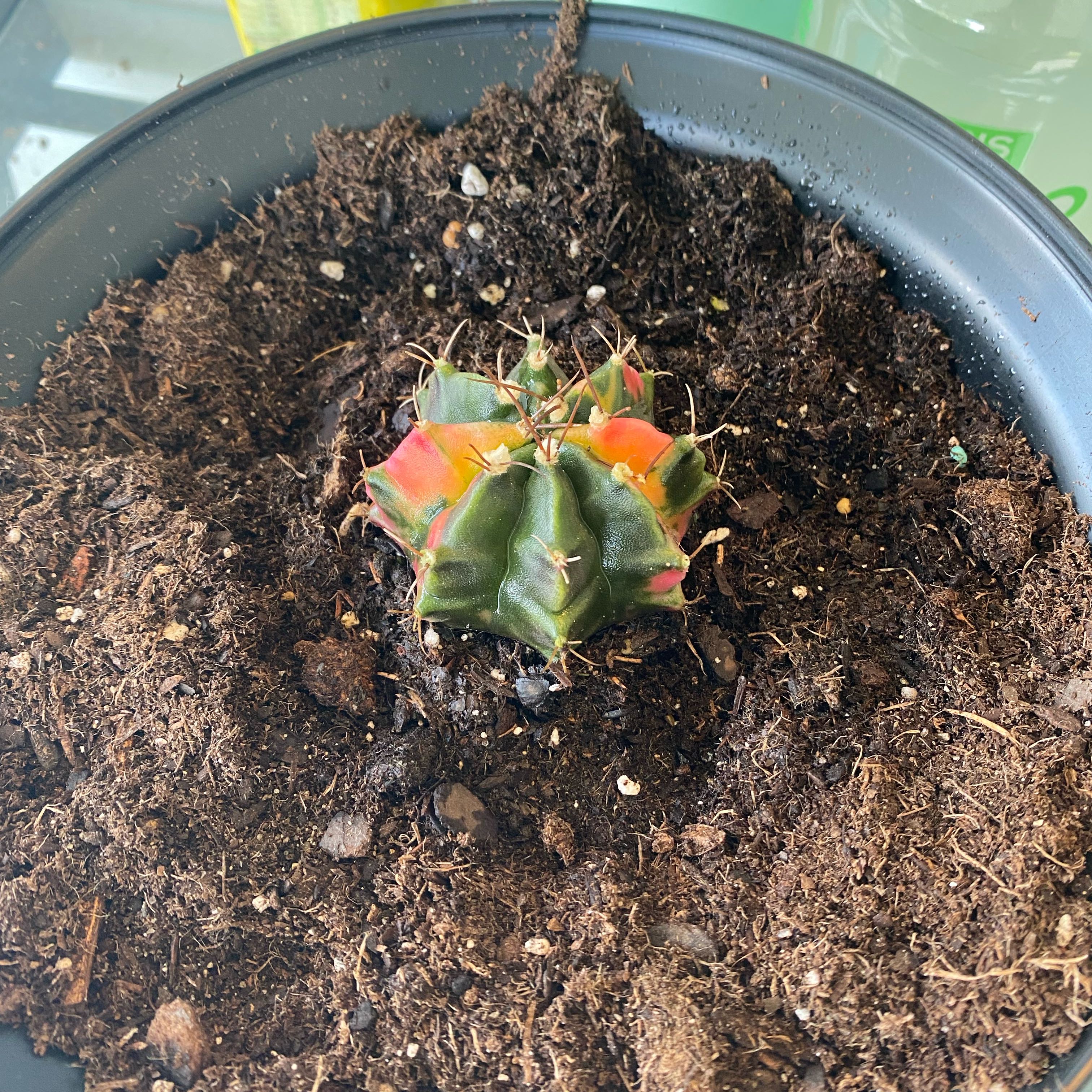 Photo of the plant species Variegated Chin Cactus by @NoblySoursop47 named Pax on Greg, the plant care app