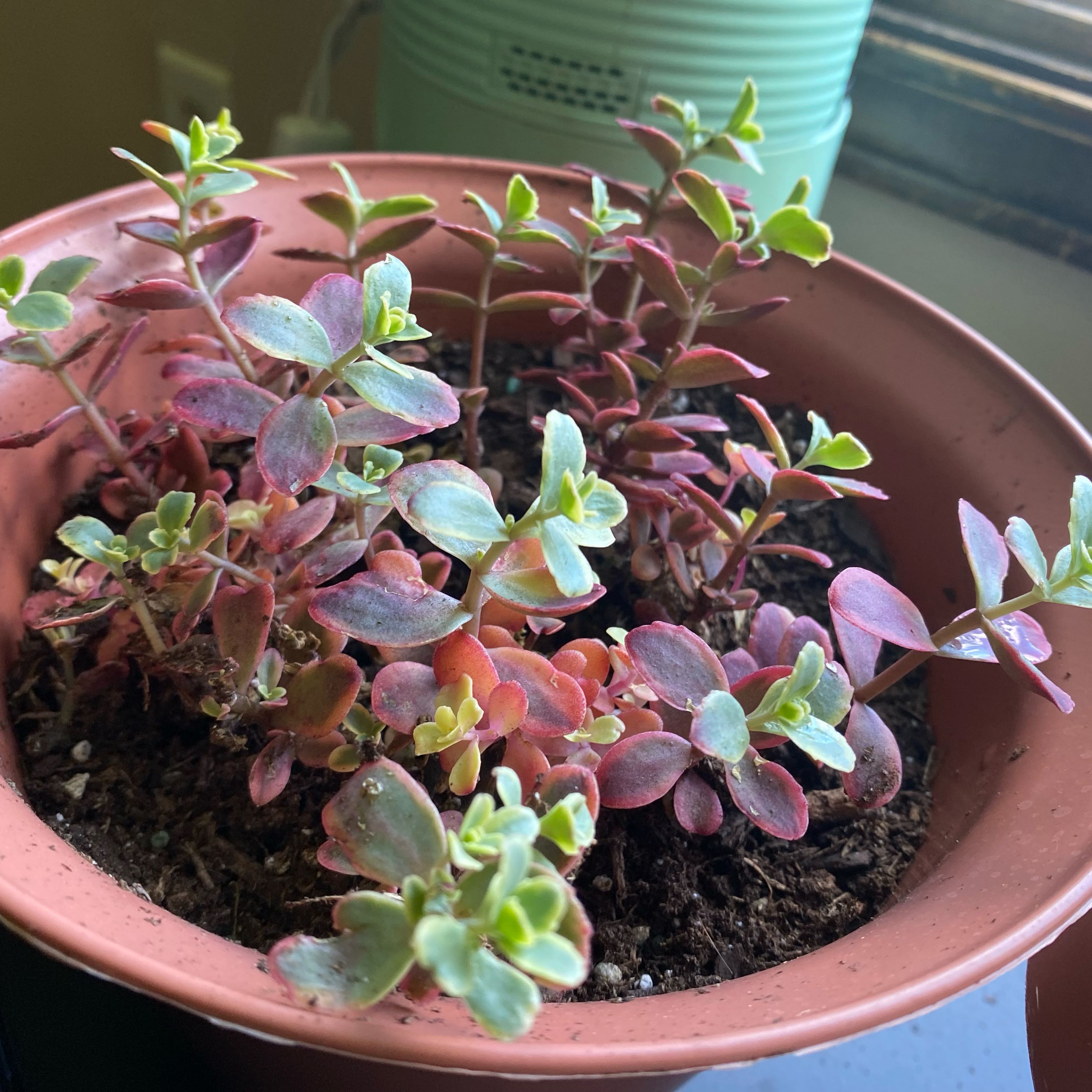Photo of the plant species Sedum Sunsparkler 'WildFire' by @NoblySoursop47 named ChloroPhil on Greg, the plant care app