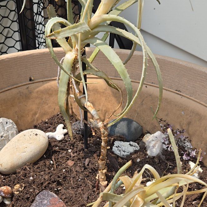 Photo of the plant species Aloe 'Blue Elf' by @LucidTwister32 named Sigmund on Greg, the plant care app