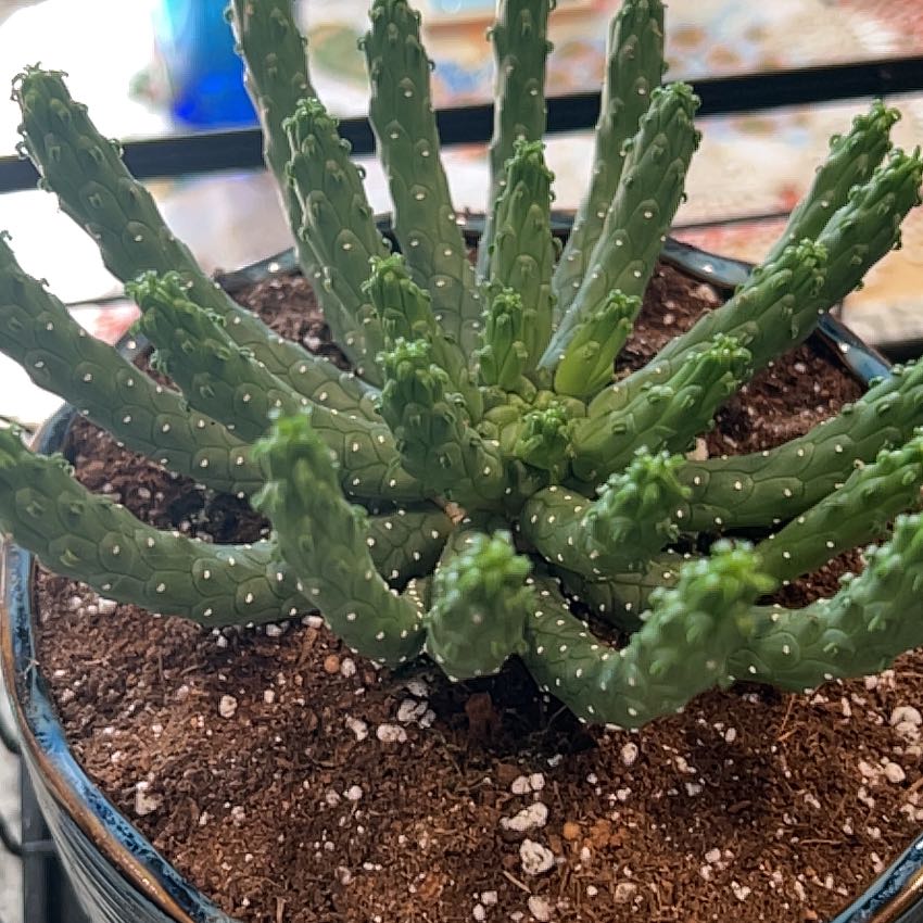 Photo of the plant species Euphorbia inermis by @SurpriseBeech93 named McKinley on Greg, the plant care app