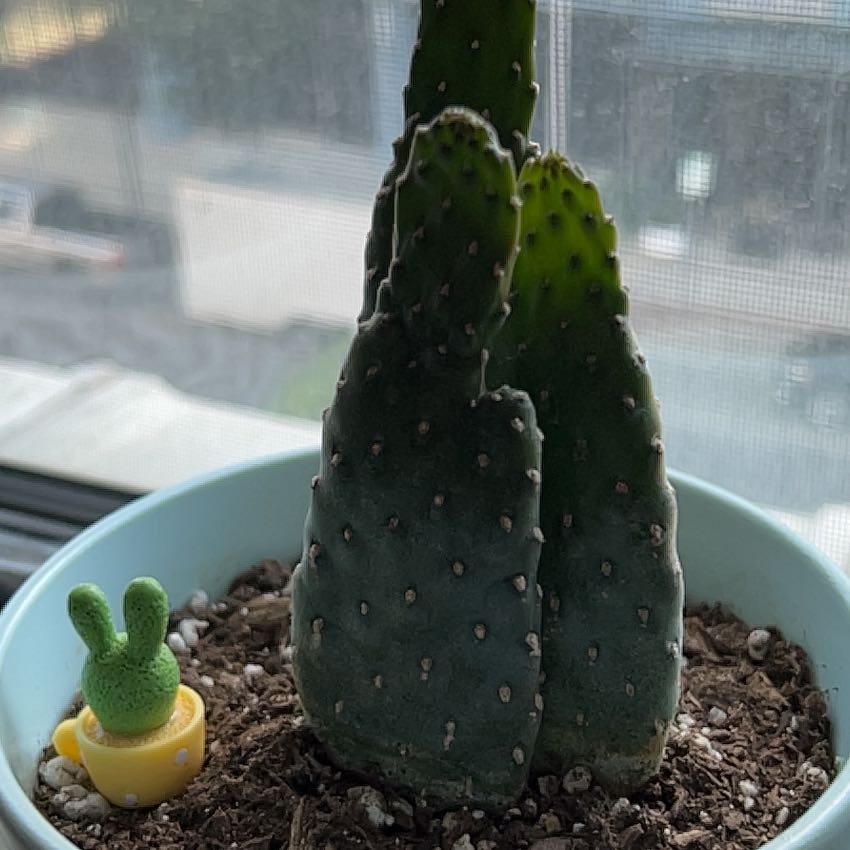 Photo of the plant species Woolyjoint Prickly Pear by @SurpriseBeech93 named Surya on Greg, the plant care app