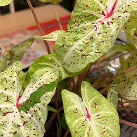 Photo of the plant species 'Miss Muffet' Angel Wings by @SurpriseBeech93 named Dolores on Greg, the plant care app