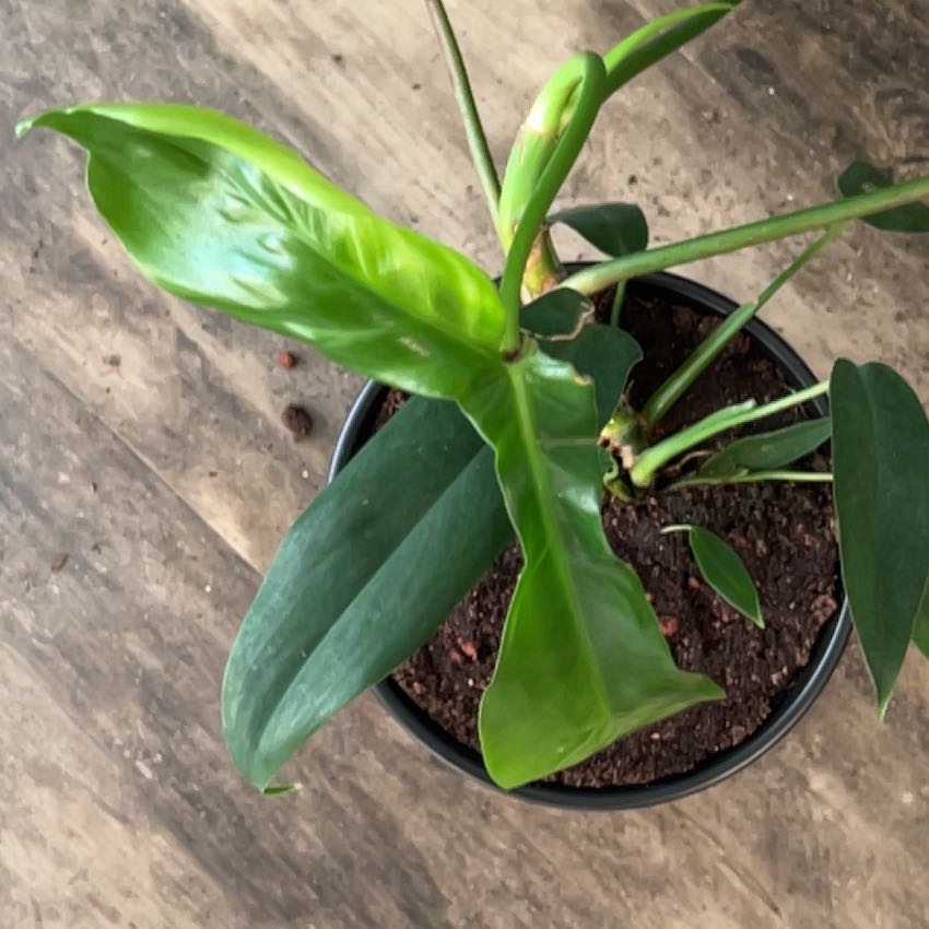 Photo of the plant species Florida green by @SurpriseBeech93 named Clooney on Greg, the plant care app