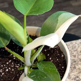 Photo of the plant species Philodendron White Wizard by @SurpriseBeech93 named Luna on Greg, the plant care app