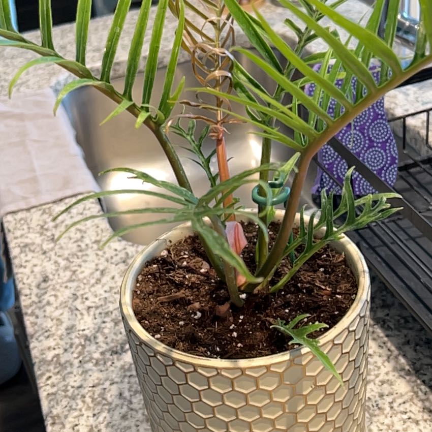 Photo of the plant species Philodendron tortum by @SurpriseBeech93 named Coco on Greg, the plant care app