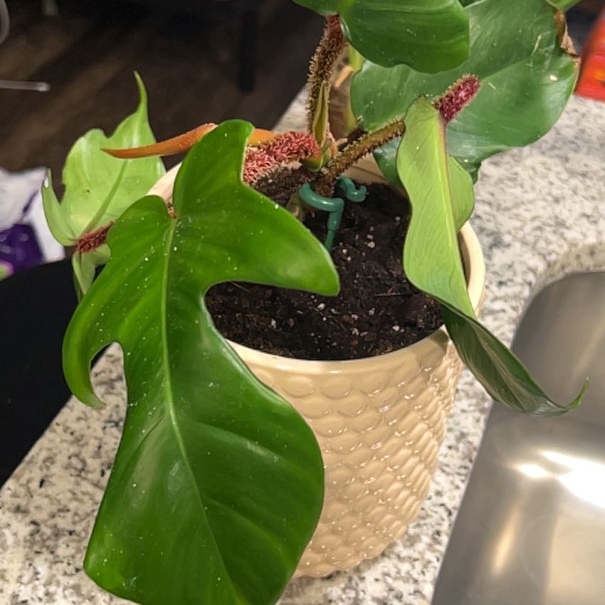 Photo of the plant species Hairy Philodendron by @SurpriseBeech93 named Foxxy on Greg, the plant care app