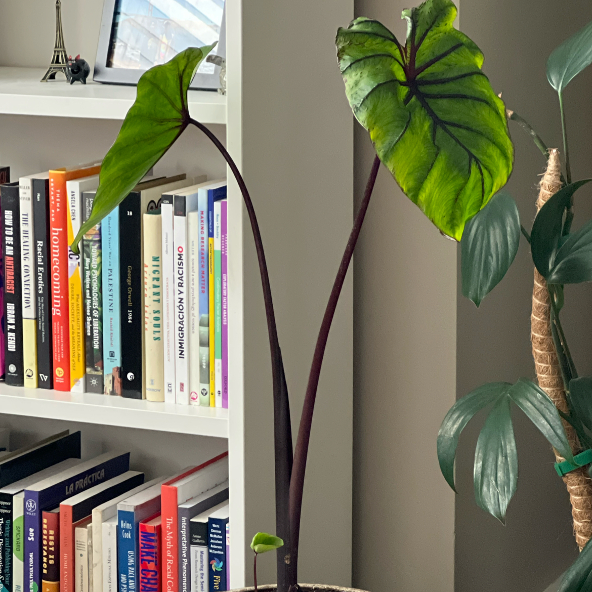 Photo of the plant species Pharaoh Mask by @SurpriseBeech93 named Sol on Greg, the plant care app
