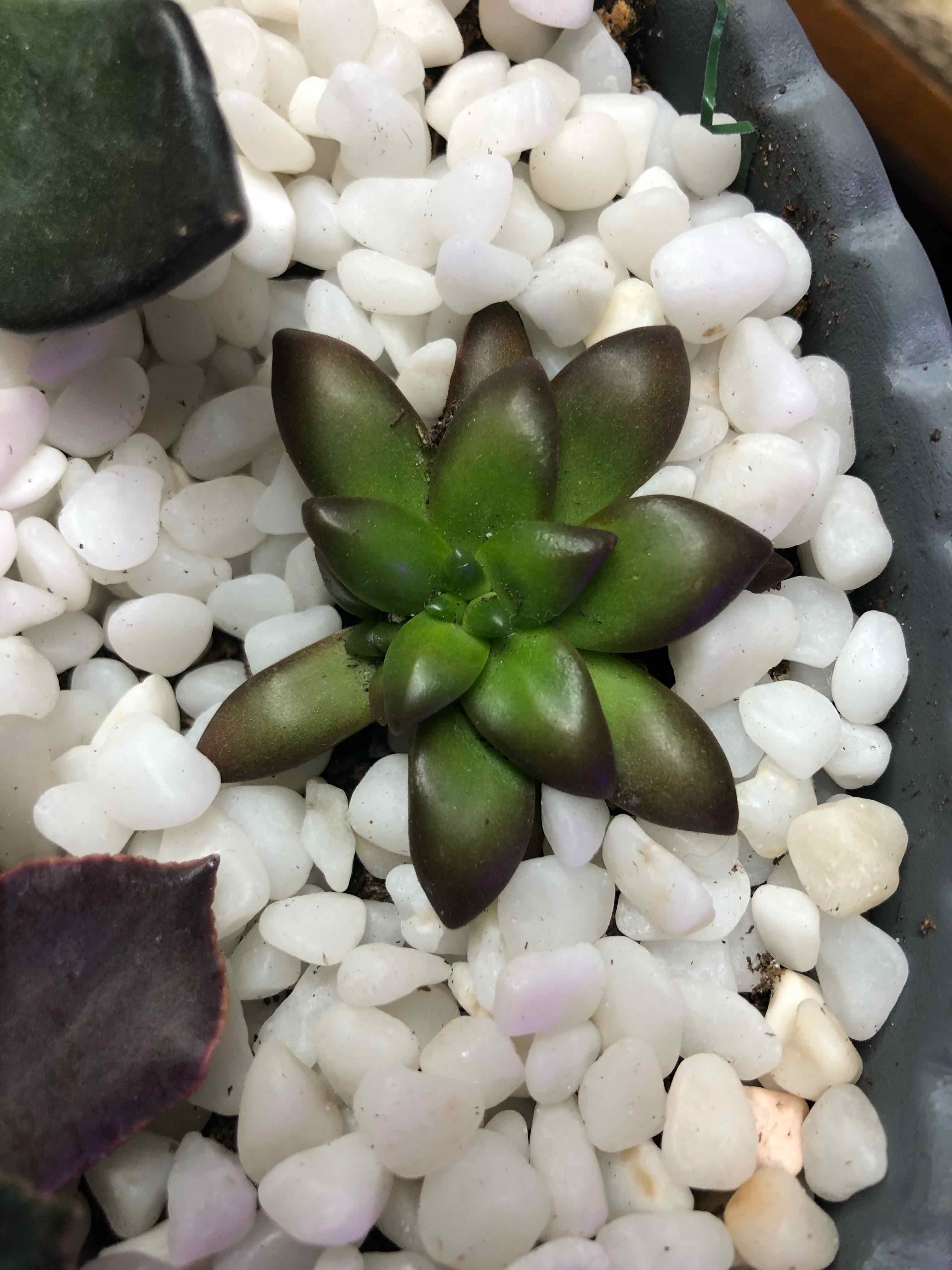 Sedum adolphi 'Sunset' plant surrounded by white pebbles, healthy with green and reddish-tinted leaves.