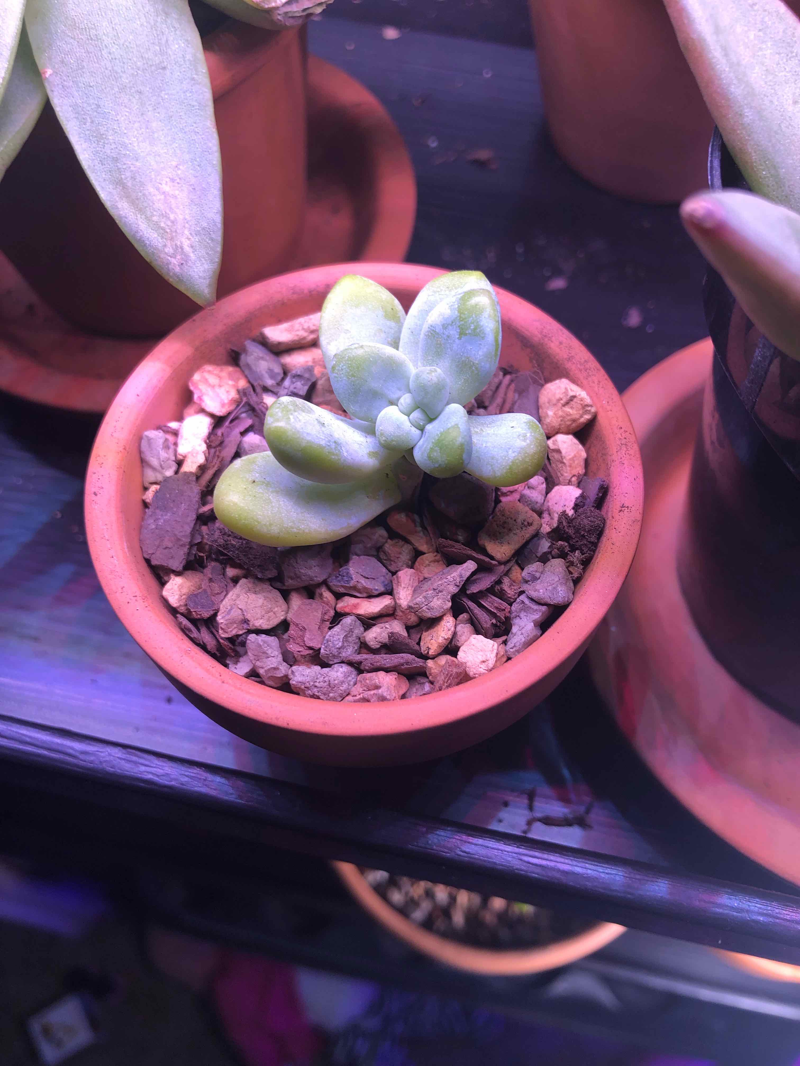 Sedum treleasei plant in a pot with visible soil and some yellowing leaves.