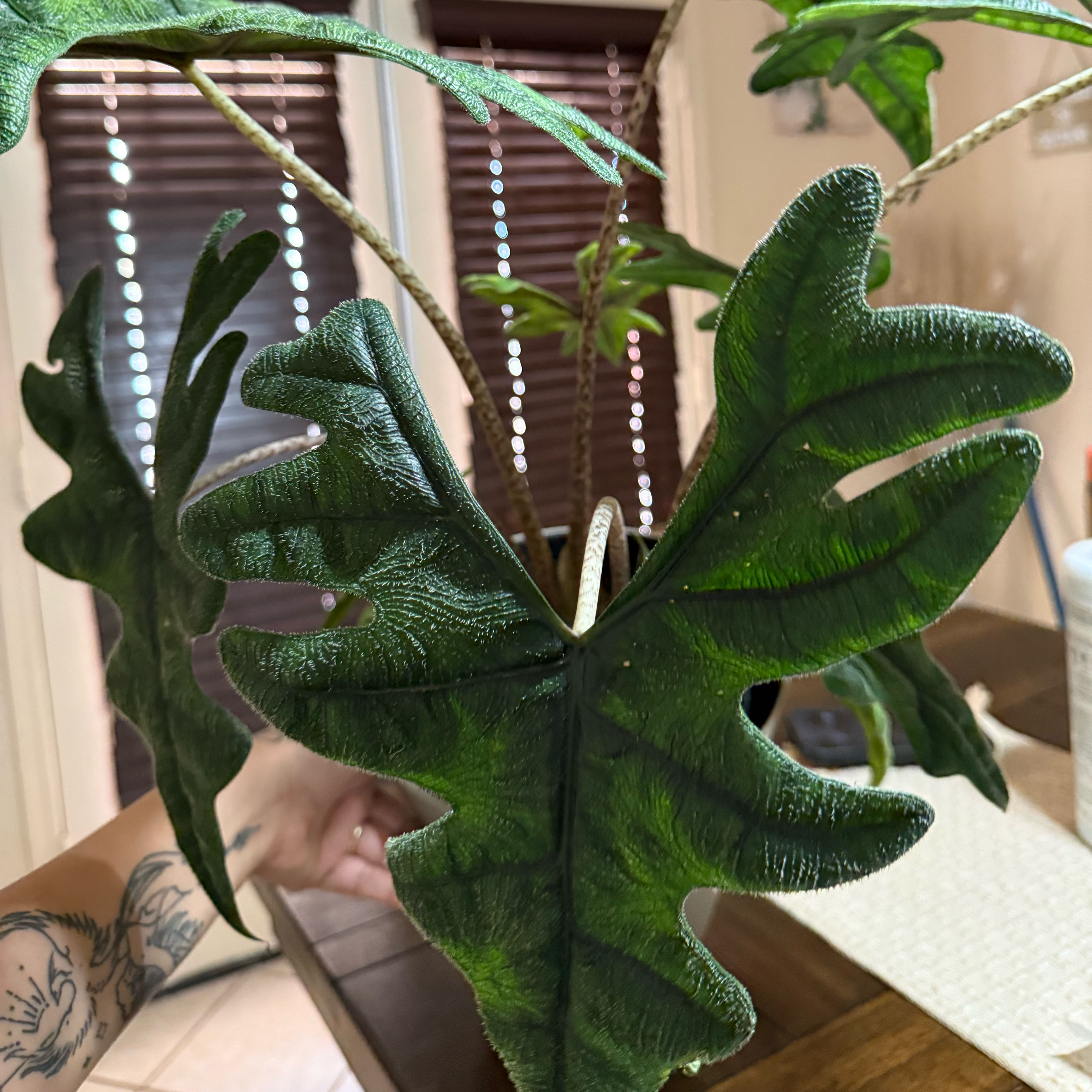 Photo of the plant species Alocacia Jacklyn by @DeluxeCoralspot named Fernie Saunders on Greg, the plant care app