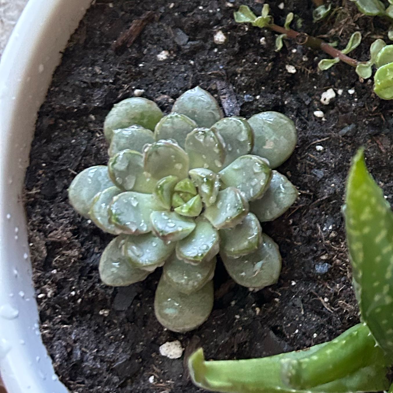 Photo of the plant species Echeveria 'Tippy' by @SoigneOtanthus named Sage on Greg, the plant care app