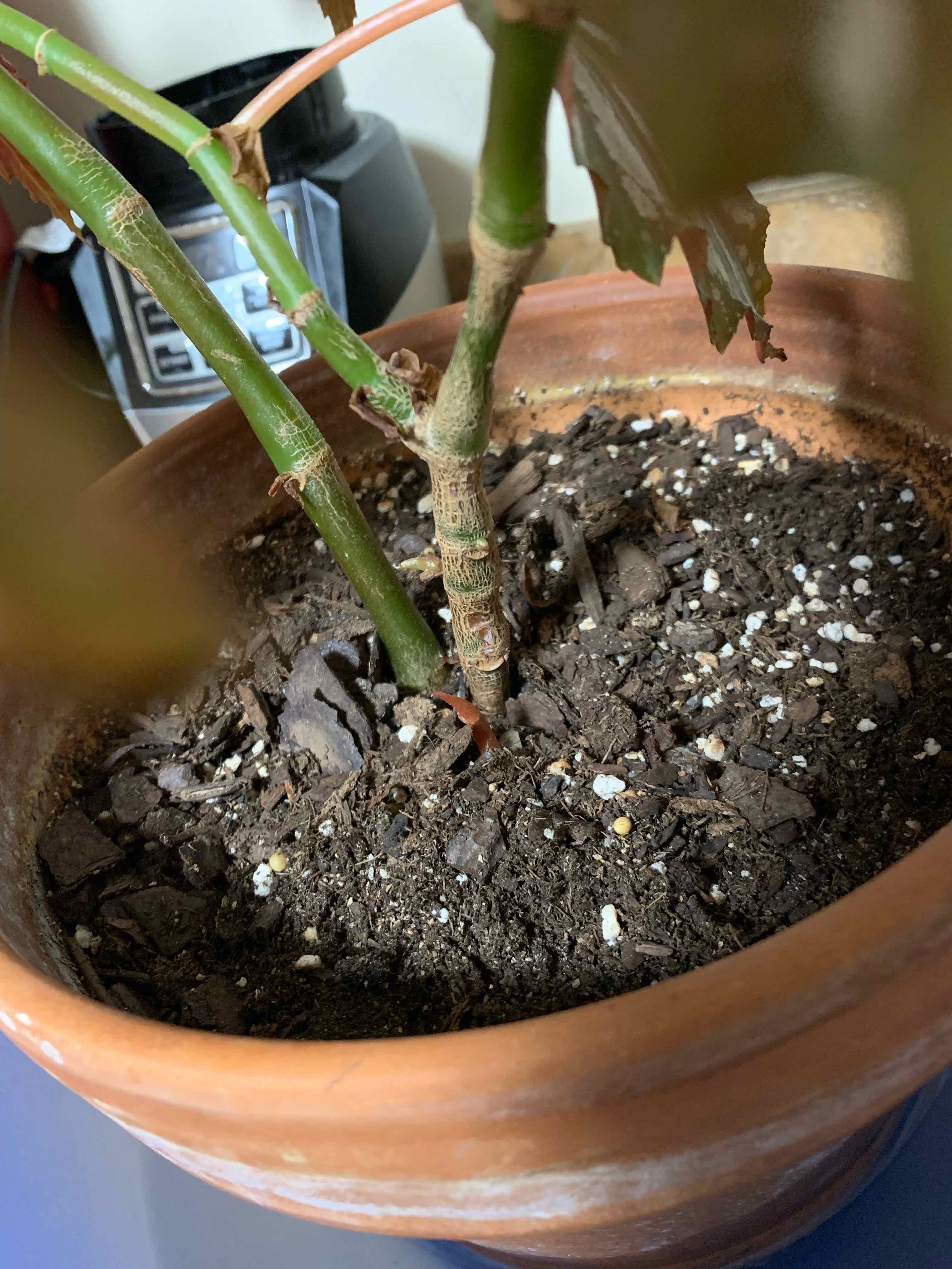 Begonia 'Sophie Cecile' plant in a terracotta pot with visible soil.