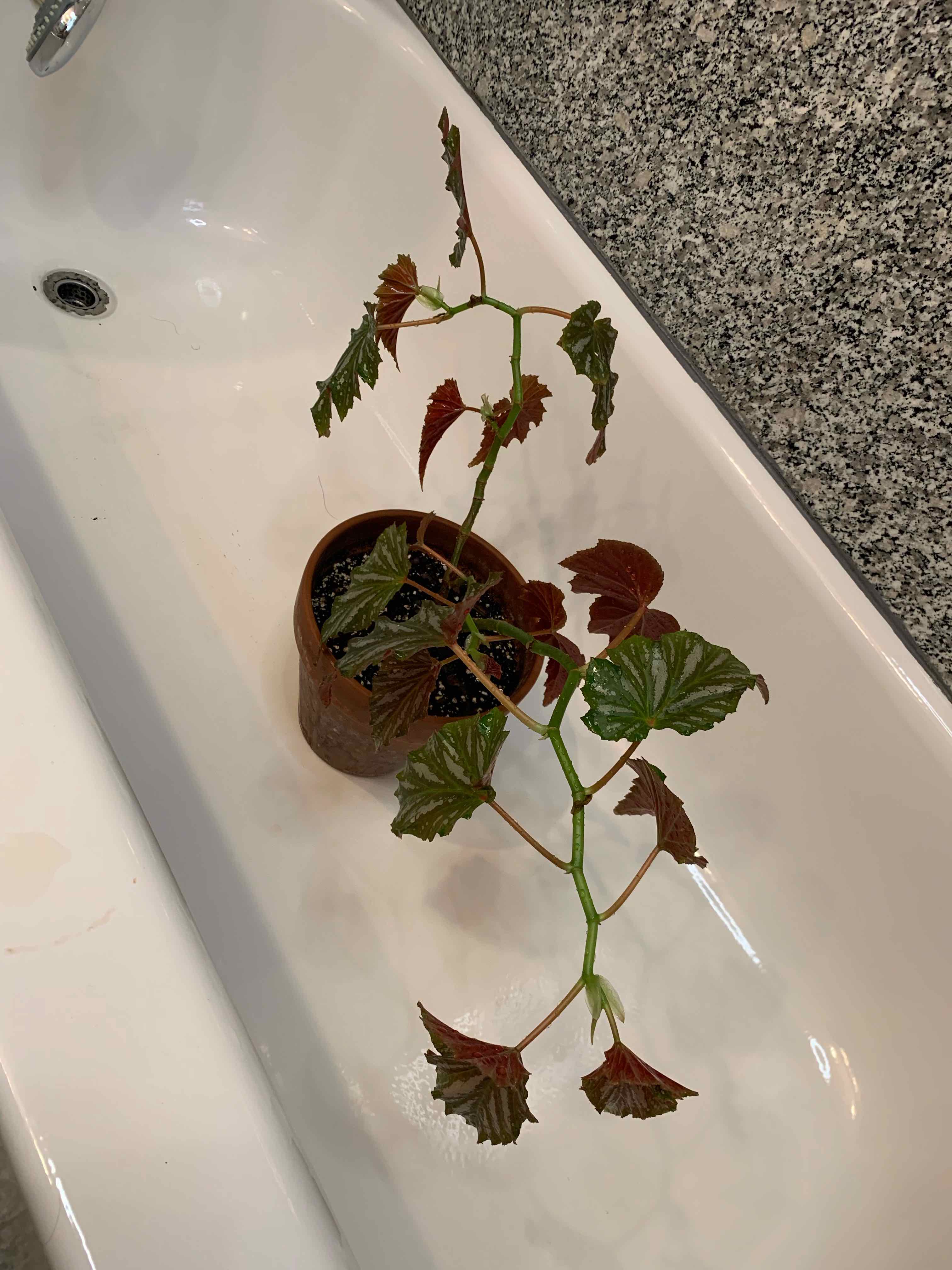 Begonia 'Sophie Cecile' plant in a pot within a bathtub, with some browning leaves.