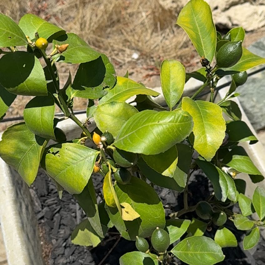 Photo of the plant species Meyer Lemon by @StarrySmokebush named da Vinci on Greg, the plant care app