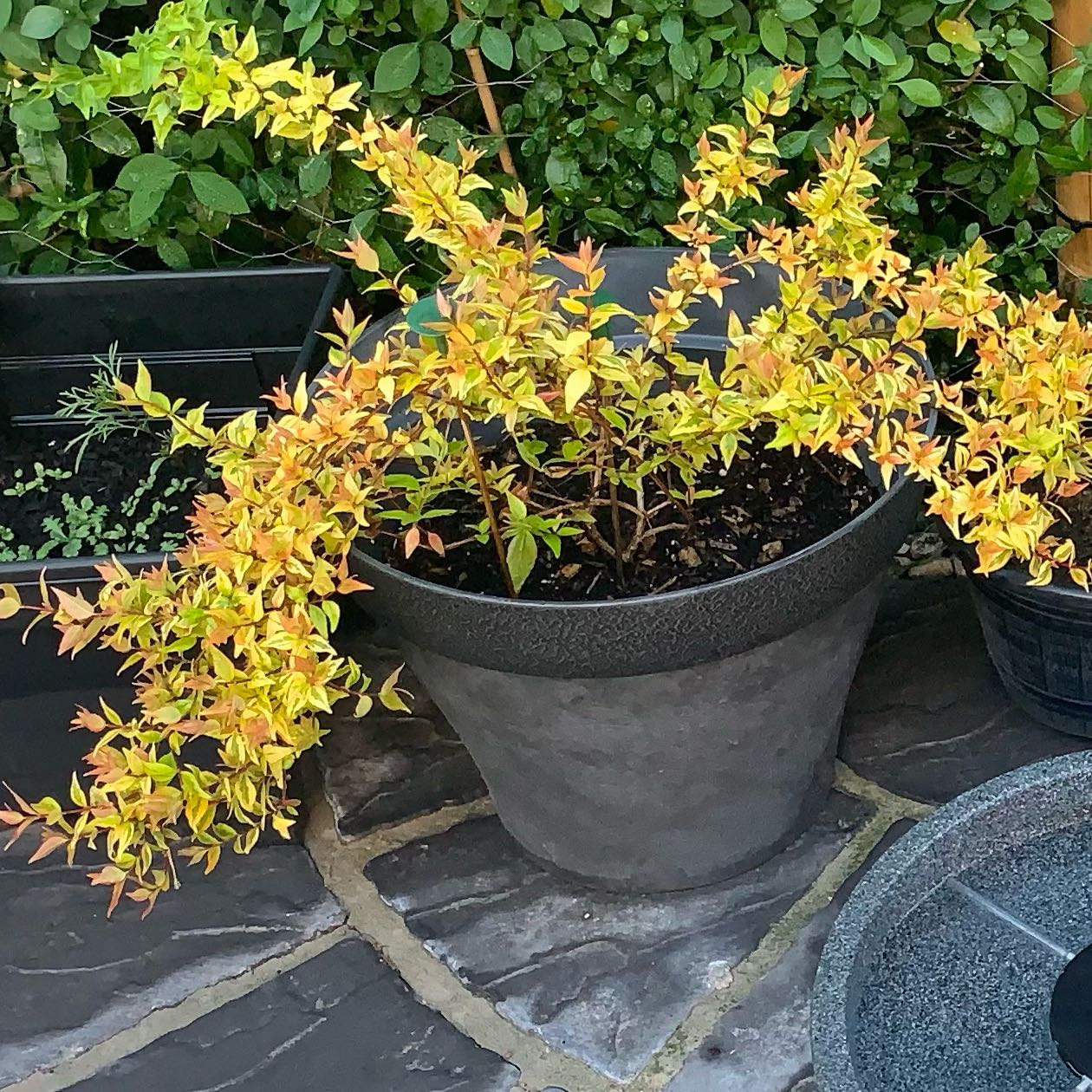 Photo of the plant species Abelia 'Kaleidoscope' by @ClassyBeeorchid named Austen on Greg, the plant care app