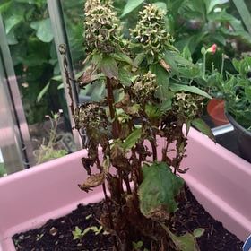 Photo of the plant species Adenophora 'Gaudi Violet' by @ClassyBeeorchid named Harry on Greg, the plant care app