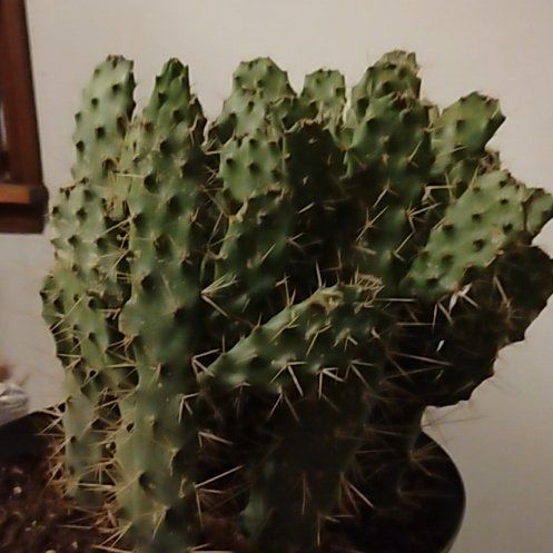 Photo of the plant species Consolea 'Slim Spiny' by @RelaxedFlaxsilk named Coco on Greg, the plant care app