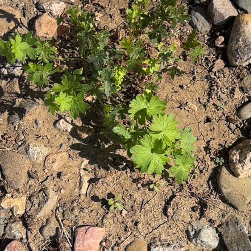 Photo of the plant species Carolina Crane's-Bill by @MentorHouseleek named Dolores on Greg, the plant care app