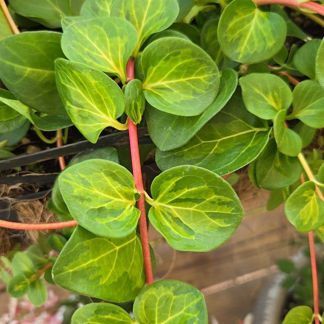 Photo of the plant species Maculata Vinca Vine by @HeroRye30 named Forrest on Greg, the plant care app