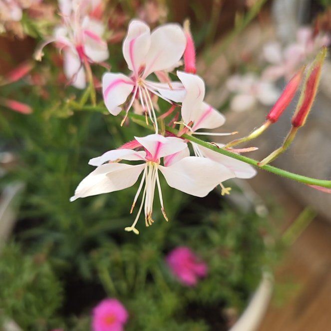 Photo of the plant species Gaura by @HeroRye30 named Miley on Greg, the plant care app