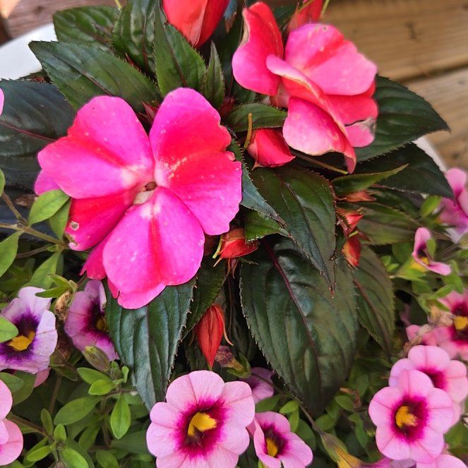 Photo of the plant species Impatiens 'Sonic Sweet Purple' by @HeroRye30 named Bruce Lee on Greg, the plant care app