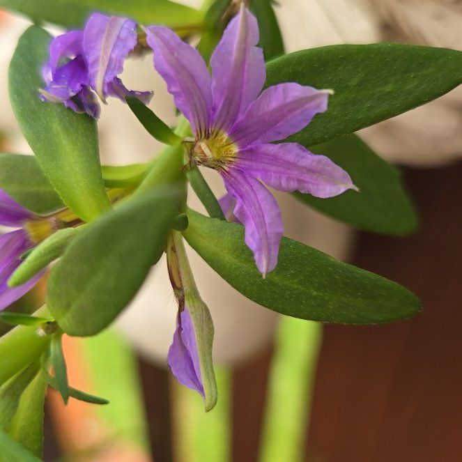Photo of the plant species Scaevola 'Bombay Blue' by @HeroRye30 named Lebron on Greg, the plant care app