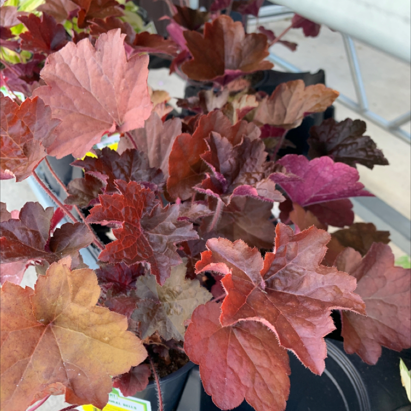 Coral Bells plant with reddish-brown leaves, well-framed and in focus.