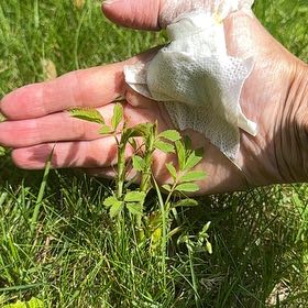 Photo of the plant species Smooth Rose by Summer named Eva on Greg, the plant care app