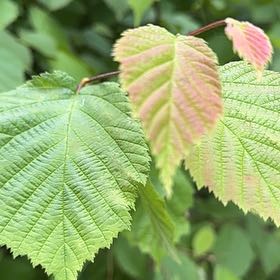 Photo of the plant species Corkscrew Hazel by Summer named Sigmund on Greg, the plant care app
