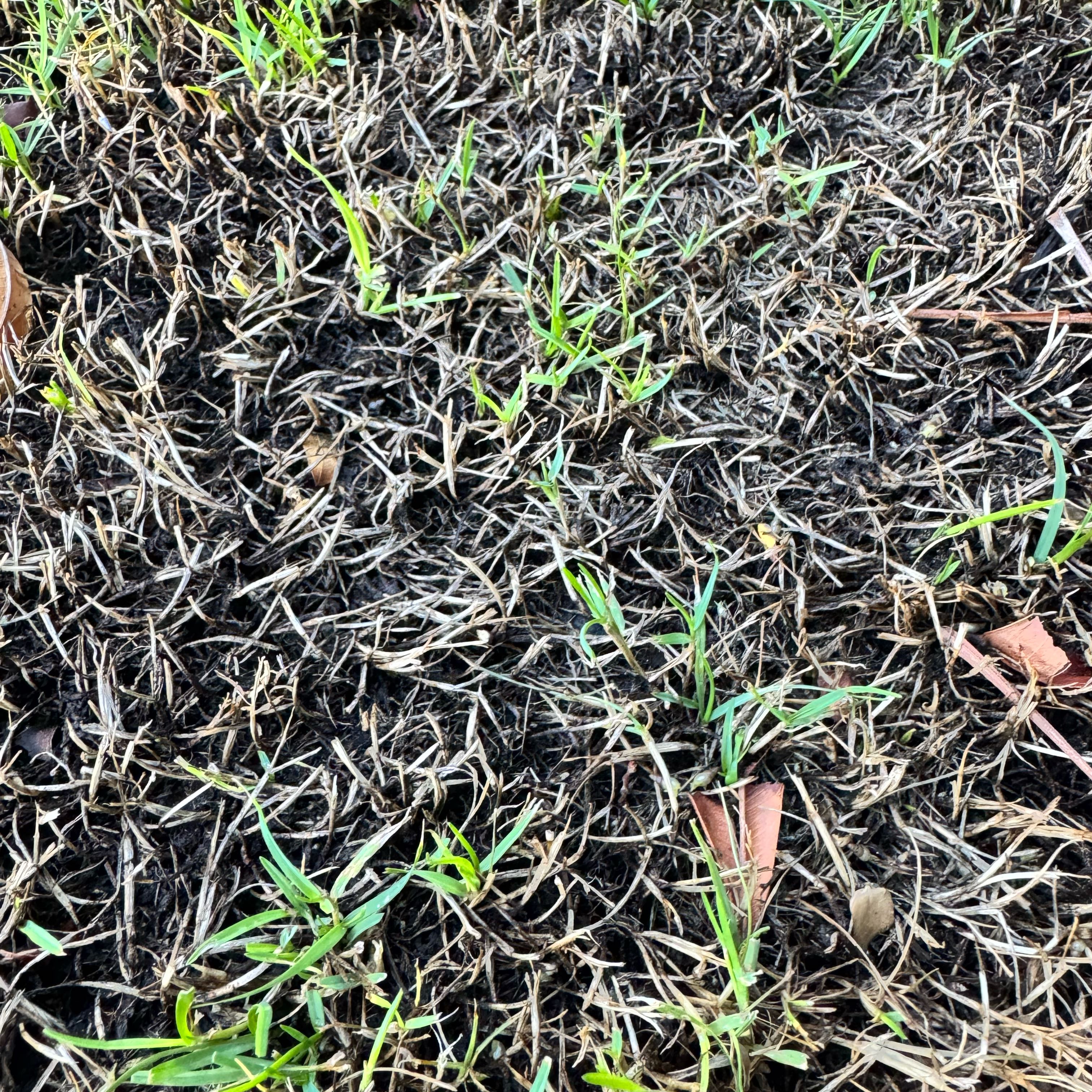 Photo of the plant species Seashore Paspalum by @CunningRye74 named Bella on Greg, the plant care app