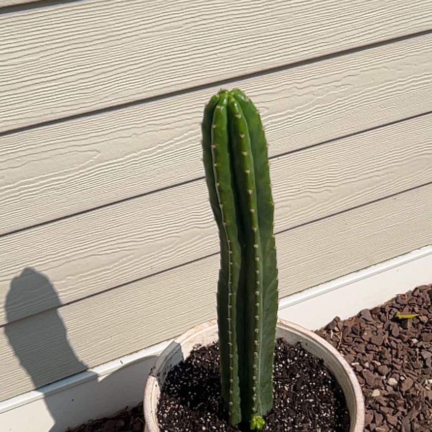 Dick Prickly