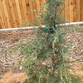 Photo of the plant species Arizona Cypress 'Carolina Sapphire' by @JocoseColtsfoot named Curie on Greg, the plant care app