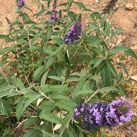 Photo of the plant species Blue Knight Butterfly Bush by @JocoseColtsfoot named Marilyn on Greg, the plant care app
