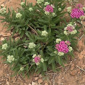Photo of the plant species Firefly Yarrow by @JocoseColtsfoot named Robert Plant on Greg, the plant care app