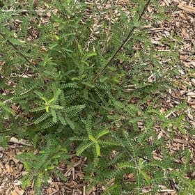 Photo of the plant species Texas Kidneywood by @JocoseColtsfoot named Darwin on Greg, the plant care app