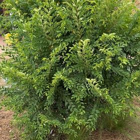 Photo of the plant species Lacebark Elm 'Emer 11' by @JocoseColtsfoot named Sage on Greg, the plant care app