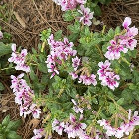 Photo of the plant species Clary Sage by @JocoseColtsfoot named Pax on Greg, the plant care app